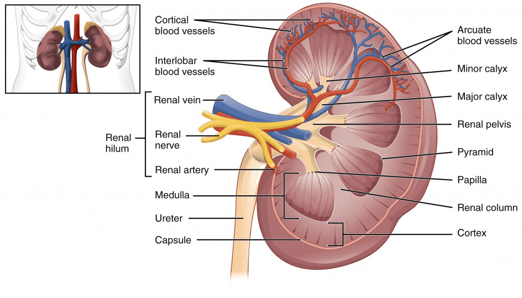 Kidney Diagram